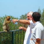 Barbary Macaques