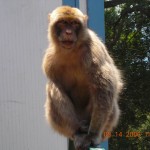 Barbary Macaques