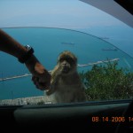 Barbary Macaques