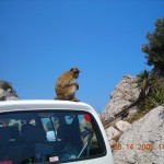 Barbary Macaques