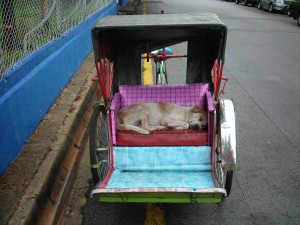 Penang rickshaw